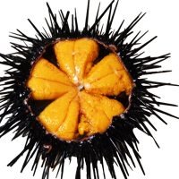 鲜活北紫海胆5个头鲜甜味美的鲜活紫海胆帮开壳
