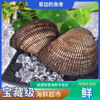 赤贝4两左右/只大个头的吃贝刺身更好吃
