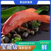 东星斑800~900g/条鲜活养殖东星斑默认不杀