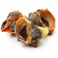 红螺大海螺3只左右/斤肉质紧实切片吃更美味