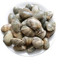 花蛤中性价比极高肉质鲜嫩的贝类