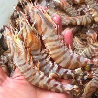 基围虾九节虾20只左右/斤车虾日本囊对虾鲜活肉鲜嫩