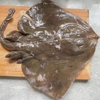 老板鱼1斤左右也叫魔鬼鱼肉质鲜嫩清蒸红烧油炸都好