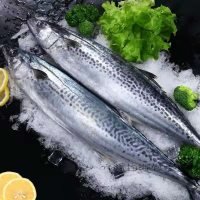 马鲛鱼鲅鱼1.5斤左右/条蓝点马鲛鱼肉细嫩红烧刺身包饺子