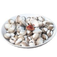 泥蚶血蚶20只左右/斤双壳类的爱马仕味道鲜美