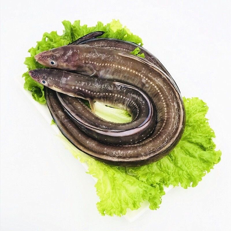 星鳗3条左右/斤肉香味美富含DHA和EPA休渔期为冻品