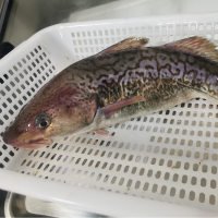 鳕鱼2斤左右/条真真正正的鳕科鳕属太平洋鳕鱼