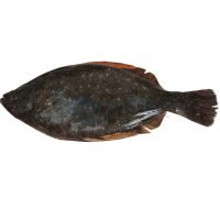 牙鲆（褐牙鲆）2斤左右我们只售它的野生版味道更鲜美