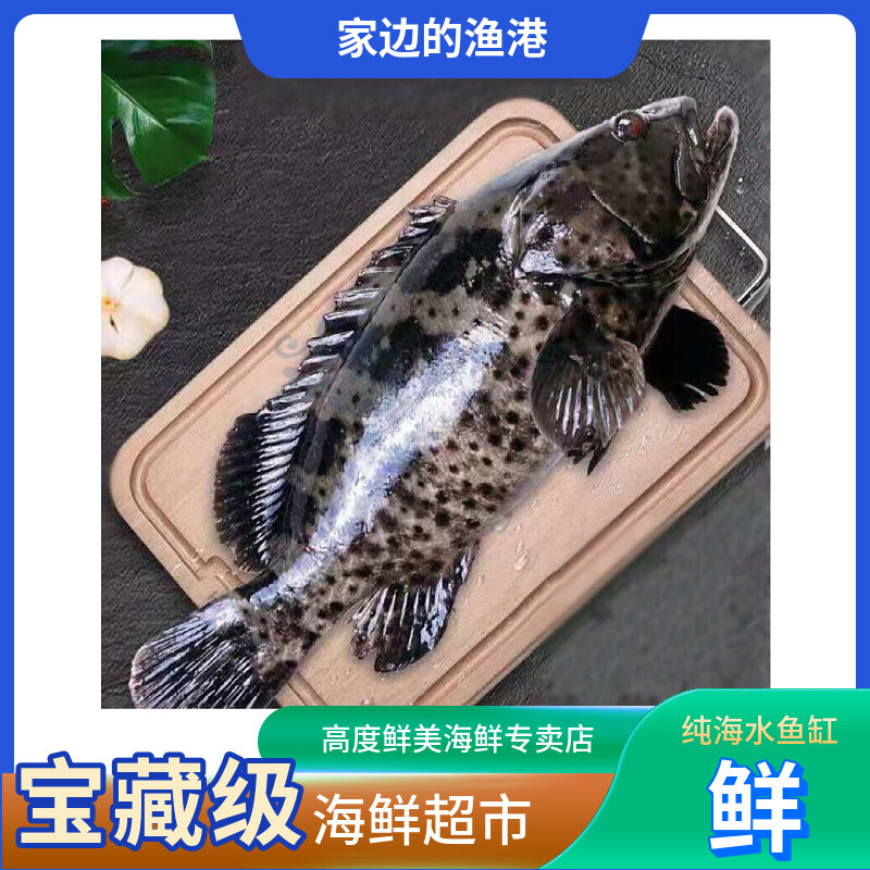 石斑鱼700~800g/条鲜活肉质鲜嫩适合清蒸红烧