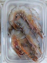 中国大对虾10头母虾野生母对虾该规格冰鲜仅在9/10月