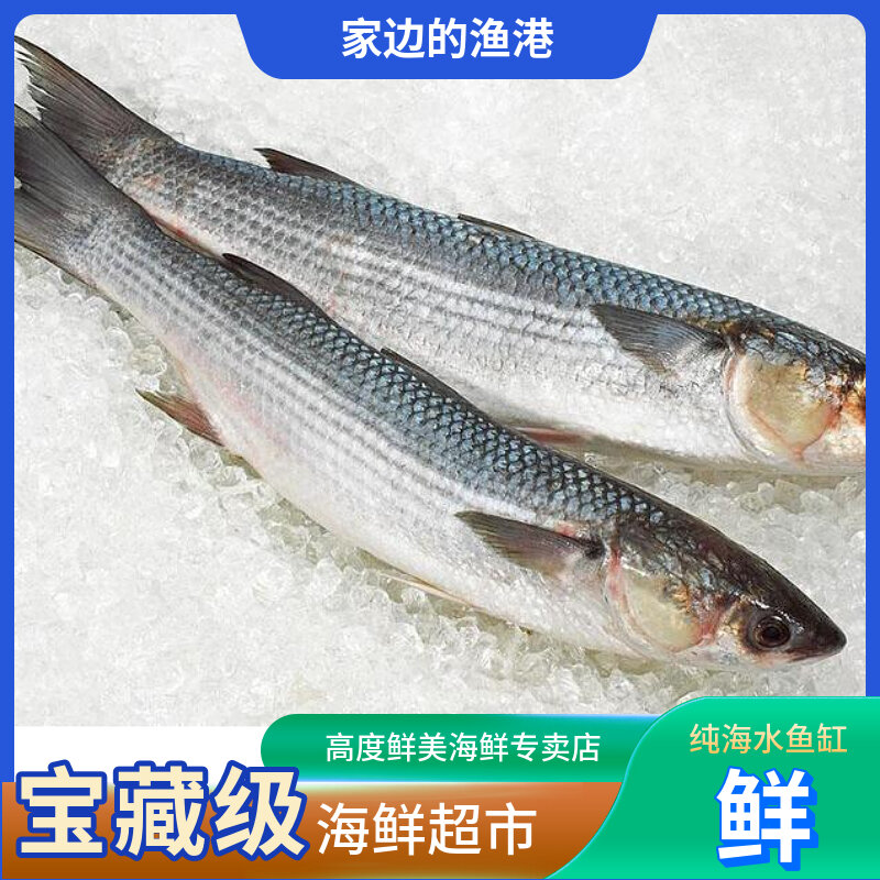 鲻鱼2~3斤/条高档海产乌鱼籽就是这种鱼的产物